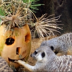 Halloween no Jardim Zoológico