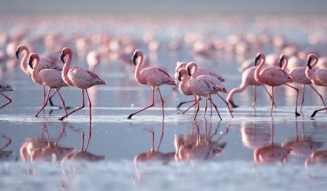 Flamingos